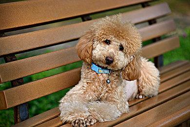 《荒野起源》新年日历发布 女角和机械兽超可爱